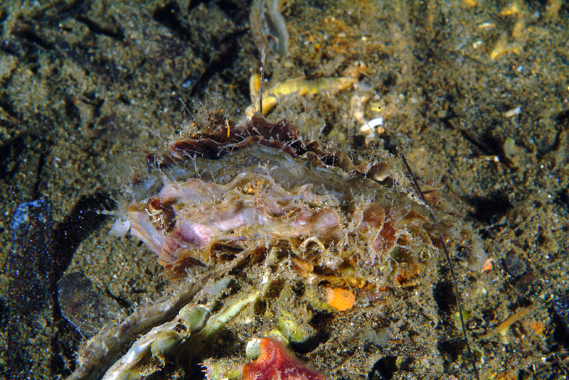 Ostrea edulis